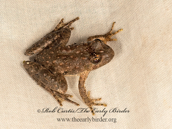 Acris crepitans blanchardi  BLANCHARD'S CRICKET FROG 9050389 z