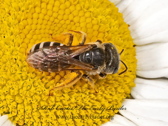 Halictus ligatus  LIGATED FURROW BEE 9068699z