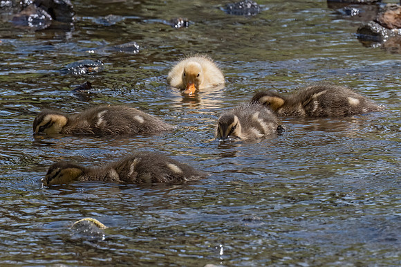 Anas platyrhynchos  MALLARD 9076298Z