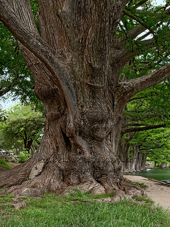 Taxodium distichum  BALD CYPRESS 3034823z