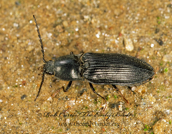 Selatosomus morulus 243316 z