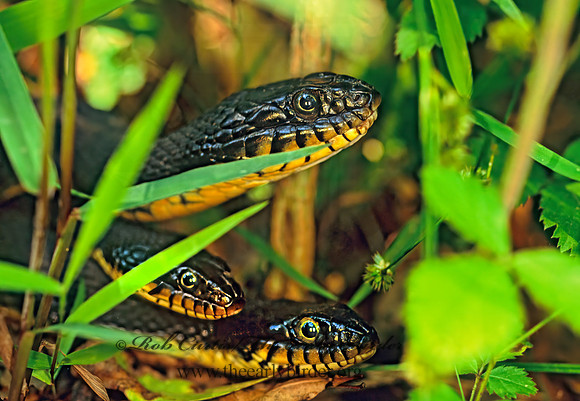 Nerodia erythrogaster flavigaster  YELLOW-BELLIED WATER SNAKE 166913z