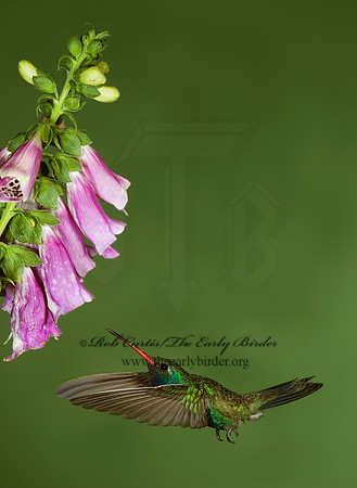 Cyanthus latirostris  BROAD-BILLED HUMMINGBIRD 6025767-