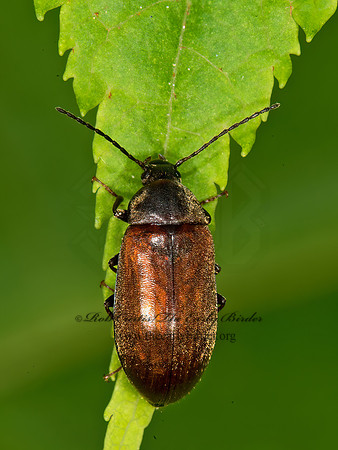 Isomira pulla  COMB-CLAWED BEETLE 9031677z
