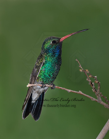 Cyanthus latirostris  BROAD-BILLED HUMMINGBIRD 6025373