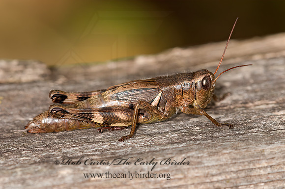 Melanoplus walshii  WALSH'S SHORT-WINGED GRASSHOPPER 3014944z