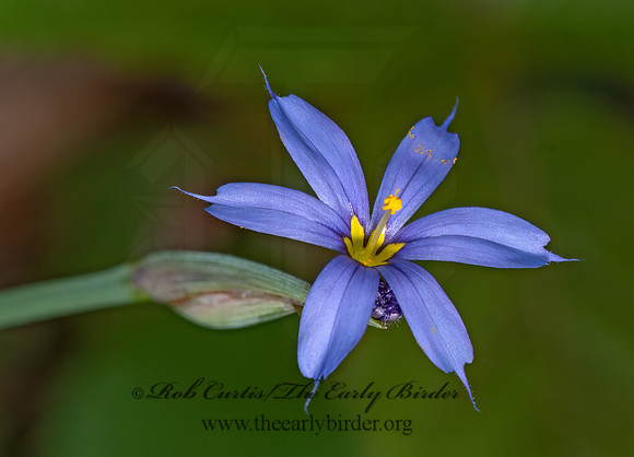 Sisyrinchium  BLUE-EYED GRASS 3028310z