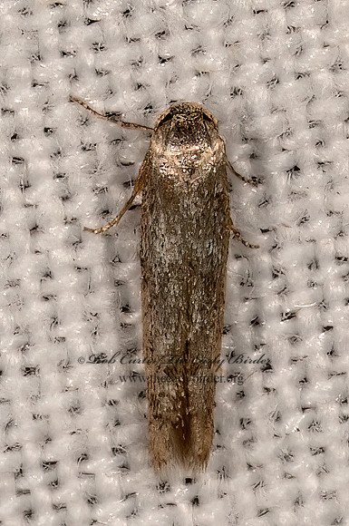Blastobasinae  SCAVENGER MOTH 3036487z