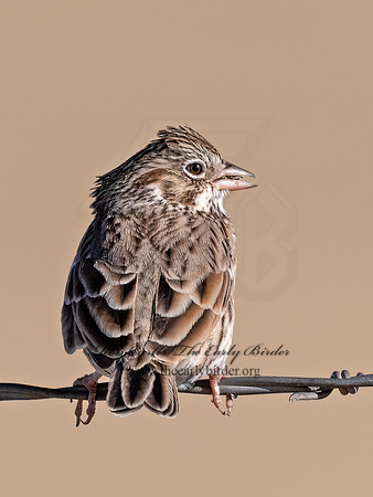 Pooecetes gramineus  VESPER SPARROW 3025594z