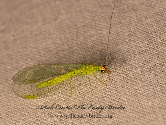 Chrysopa oculata GREEN LACEWING 9081713