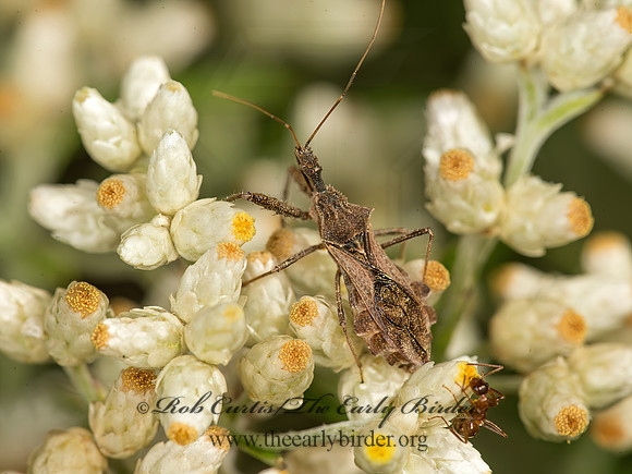 Sinea diadema  SPINED ASSASSIN BUG 9041139z