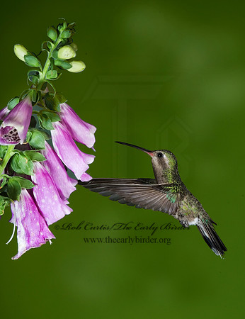 Cyanthus latirostris  BROAD-BILLED HUMMINGBIRD 6025796