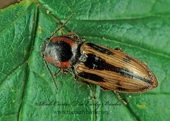 Selatosomus cruciatus 150007 z