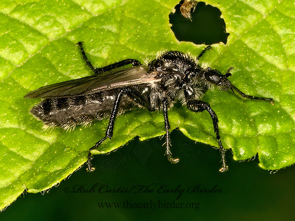 Bibio albipenni  MARCH FLY 9077680z