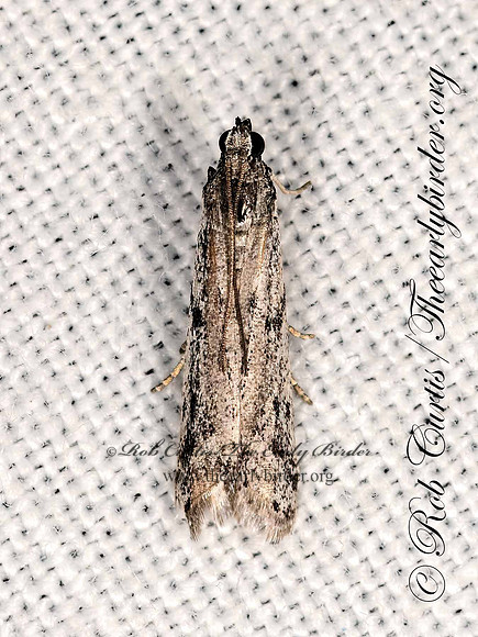 Phycitodes  PHYCITINI PYRALID MOTH 3024768z