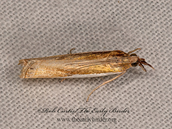Crambus  GRASS-VEENER 6036595z