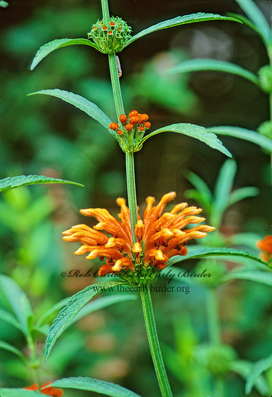 Leonotis nepetifolia  LION'S MANE 193210z