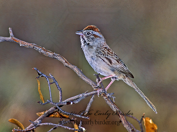 Aimophila ruficeps  RUFOUS-CROWNED SPARROW  92602z