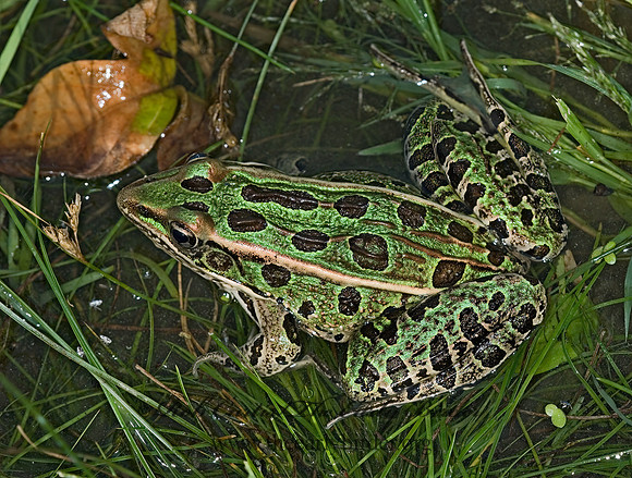 Lithobates pipiens  NORTHERN LEOPARD FROG 6015049 z