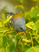 Setophaga americana NORTHERN PARULA 3002119z