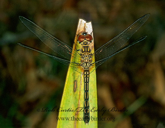 Pachydiplax longipennis BLUE DASHER 260813