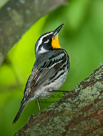 Setophaga dominica  YELLOW-THROATED WARBLER 3002643z