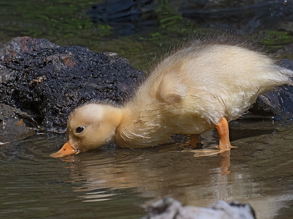 Anas platyrhynchos  MALLARD 9076294Z