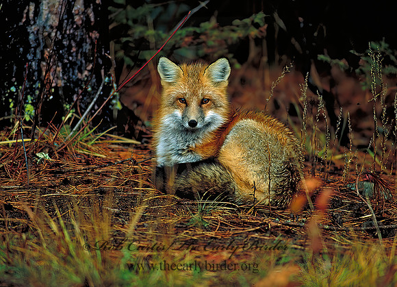 Vulpes vulpes  RED FOX 61616 curledz