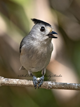 Baeolophus atricristatus  BLACK-CRESTED TITMOUSE 3031476z