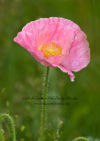 Papaver rhoeas 5008569z