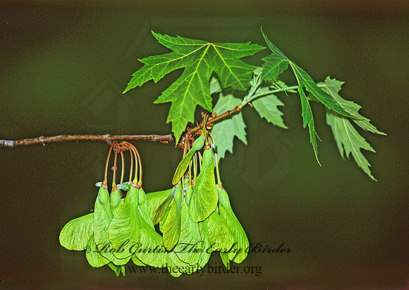 Acer saccharinum  SILVER MAPLE 280412z