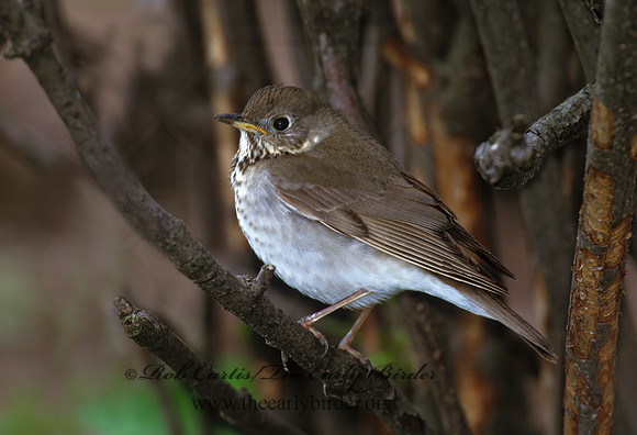 Catharus minimus  GRAY-CHEEKED THRUSH 1282218z