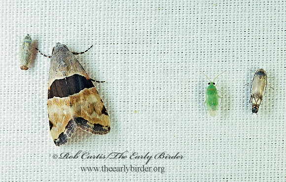 Cobubatha CUTWORM MOTH 94012z