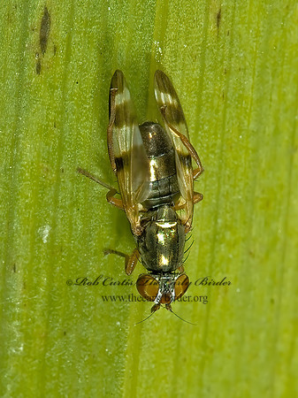 Chaetopsis masyla  PICTURE-WINGED FLY 5002894 spz