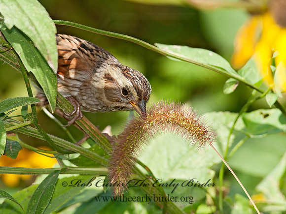 Melospiza georgiana  SWAMP SPARROW 8029284z