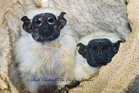 Sanguinus bicolor  PIED TAMARIN 6018523z