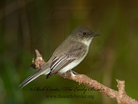Sayornis phoebe  EASTERN PHOEBE 8019323z