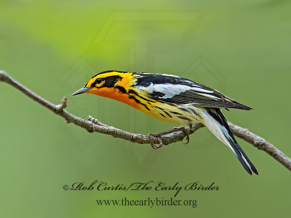 Setophaga fusca  BLACKBURNIAN WARBLER 9010738z