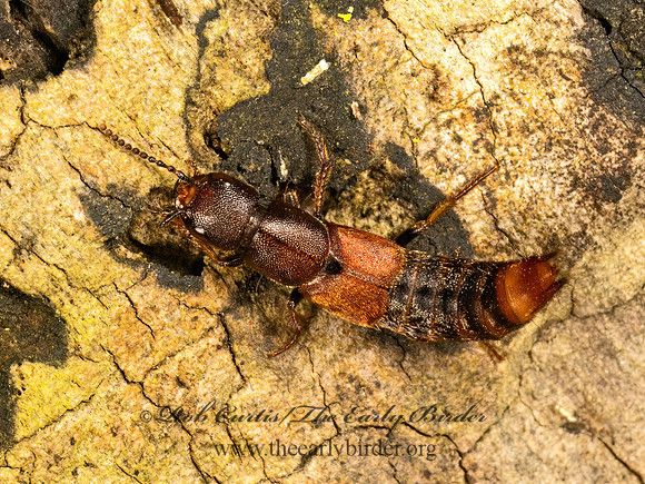 Platydracus cinnamopterus complex  STAPHYLINI ROVE BEETLE 9079361z