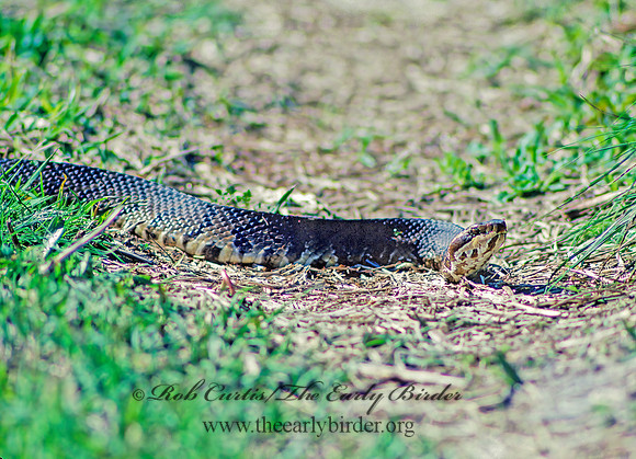 Agkistrodon puscivorus  EASTERN COTTONMOUTH 13921z