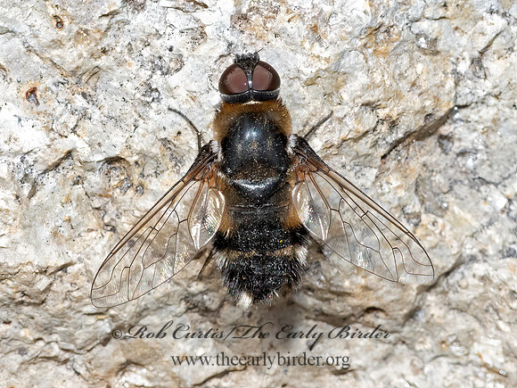 Villa  BEE FLY3024461z