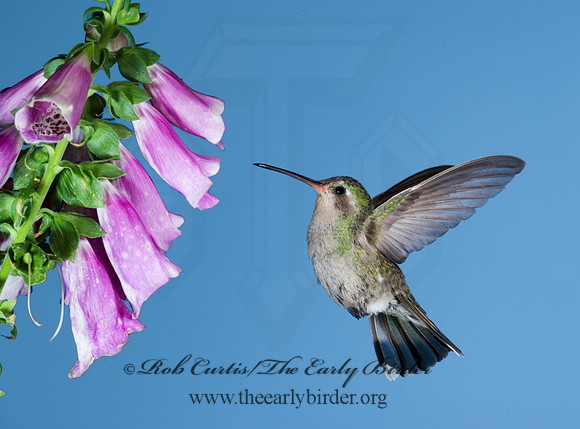 Cyanthus latirostris  BROAD-BILLED HUMMINGBIRD 6025843 -