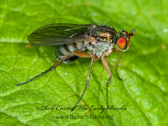 Dolichopus  LONG-LEGGED FLY 3014288z