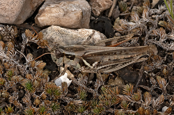 Melanoplus bispinosus~  SPUR-THROATED GRASSHOPPER ~ 3035852z