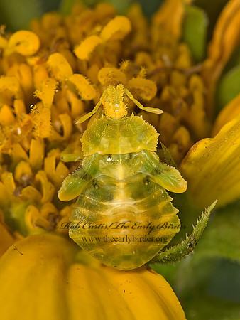 Phymata AMBUSH BUG 9048934z