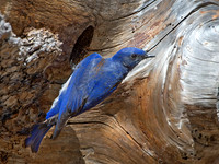 Sialia mexicana WESTERN BLUEBIRD 9057245z
