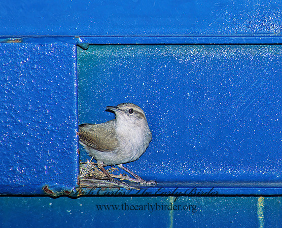 Thyromanes bewickii  BEWICK'S WREN 86224z