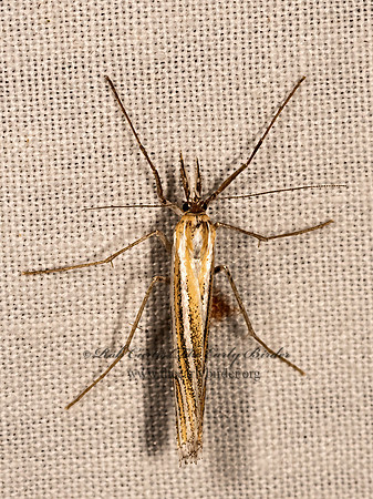 Eufernaldia cadarella GRASS VENEER CRAMBINE SNOUT MOTH 3036624z