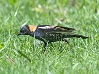Dolichonyx oryzivorus BOBOLINK 9076355z