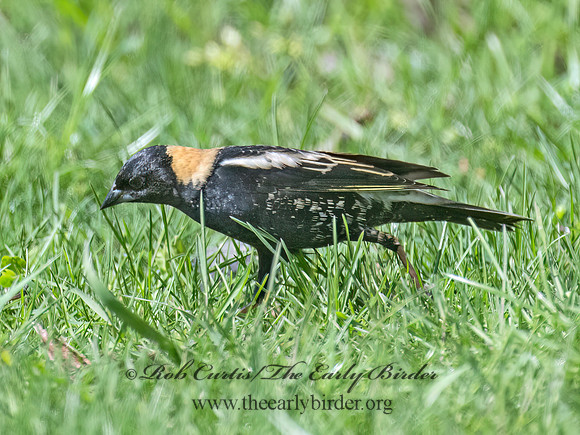 Dolichonyx oryzivorus  BOBOLINK 9076355z